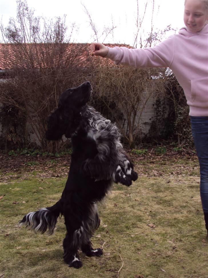 Cocker spaniel tøffe  billede 11