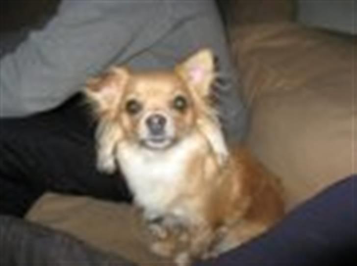 Chihuahua Nuggi - Aftenen før.... billede 4