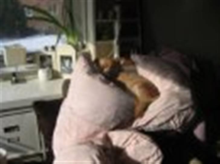 Chihuahua Nuggi - foretrukne afslapning billede 5