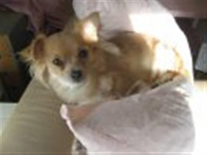 Chihuahua Nuggi - lidt nysgerrig har man vel lov at være billede 6