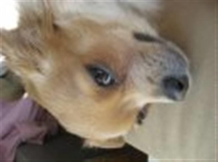 Chihuahua Nuggi - Ser jeg ikk smuk ud i profil? billede 7