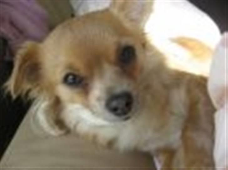 Chihuahua Nuggi - Fotogene Nuggi billede 8