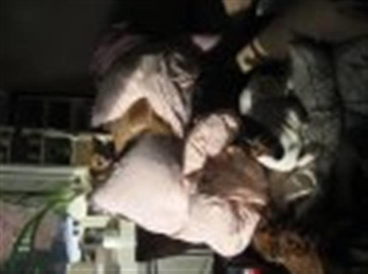 Chihuahua Nuggi - Hygge i mors stol med storesøster billede 9