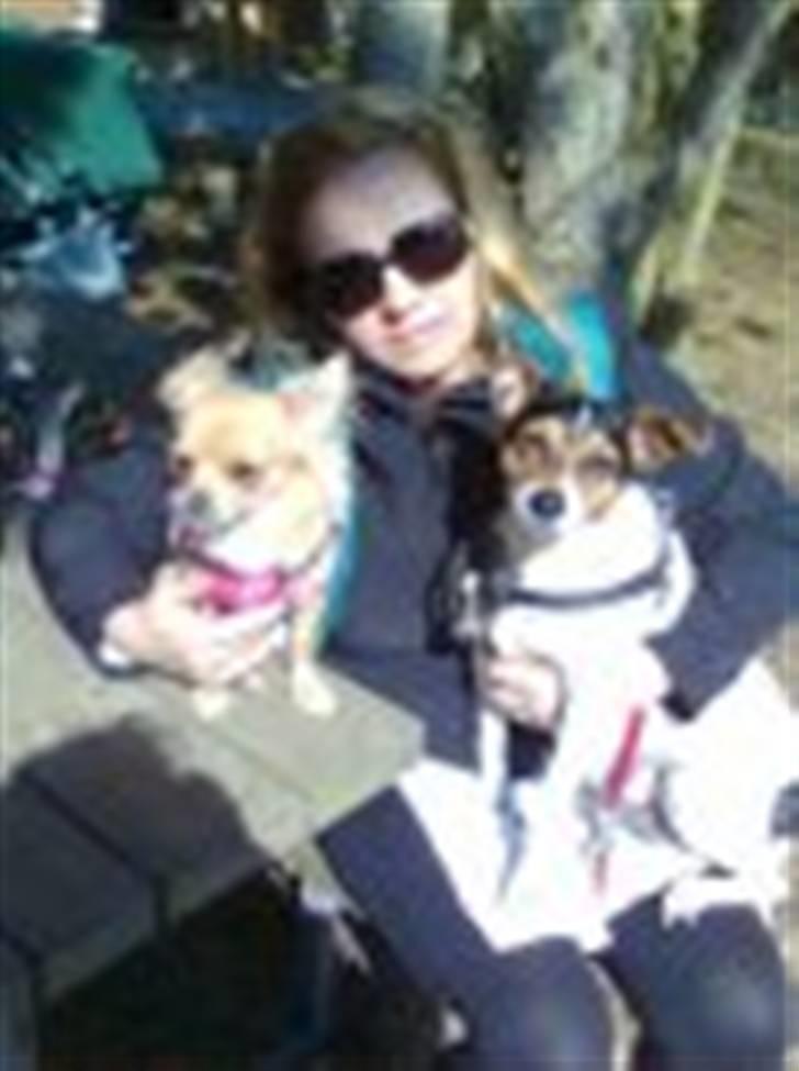 Chihuahua Nuggi - Påskeferie 2009, med mor og storesøster billede 10