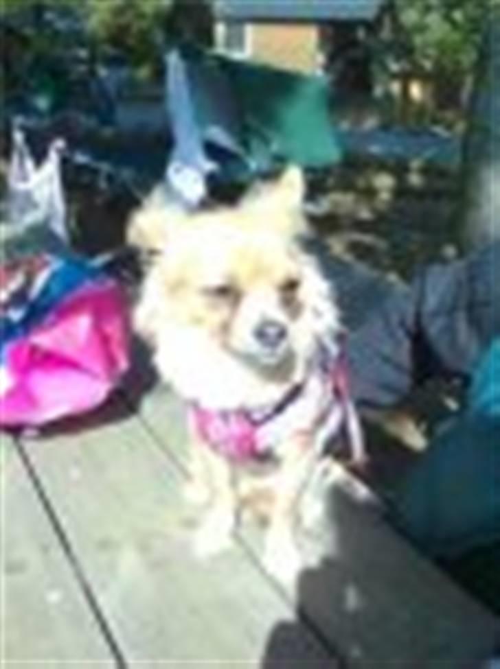 Chihuahua Nuggi - Mere påskeferie 2009, dejligt med lidt forårssol billede 11