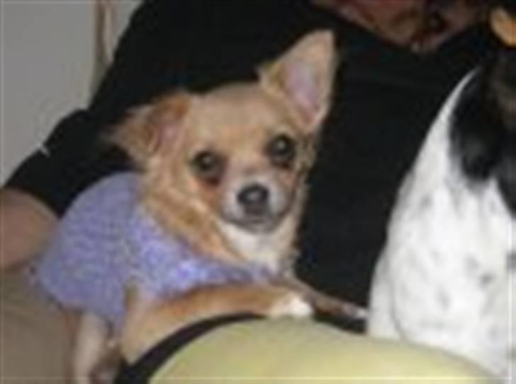 Chihuahua Nuggi - Nuggi som baby billede 12