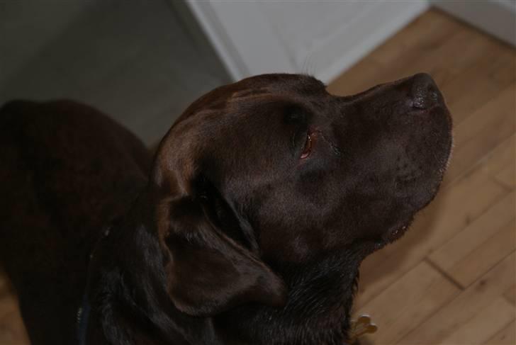 Labrador retriever Albert - snus, snus :* billede 9