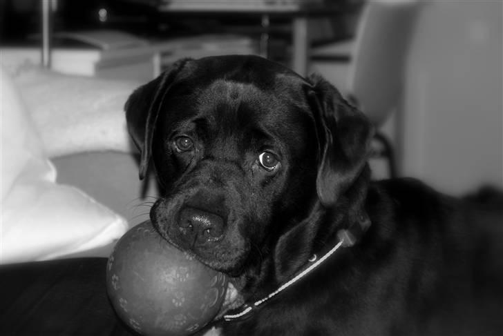 Labrador retriever Albert - Se min bold! Kom og leg med mig xD billede 10