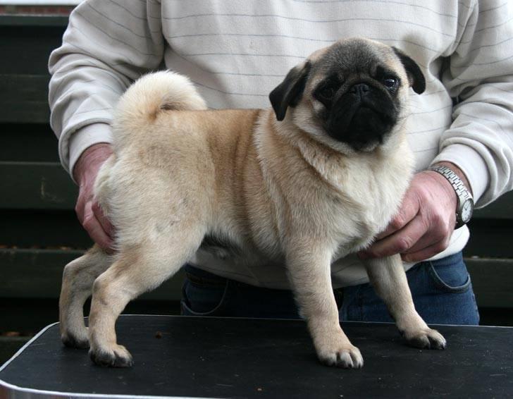 Mops Tangetoppen's Beef Wellington billede 18