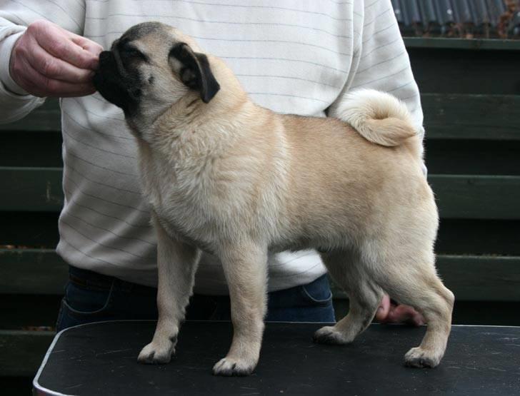 Mops Tangetoppen's Beef Wellington billede 19