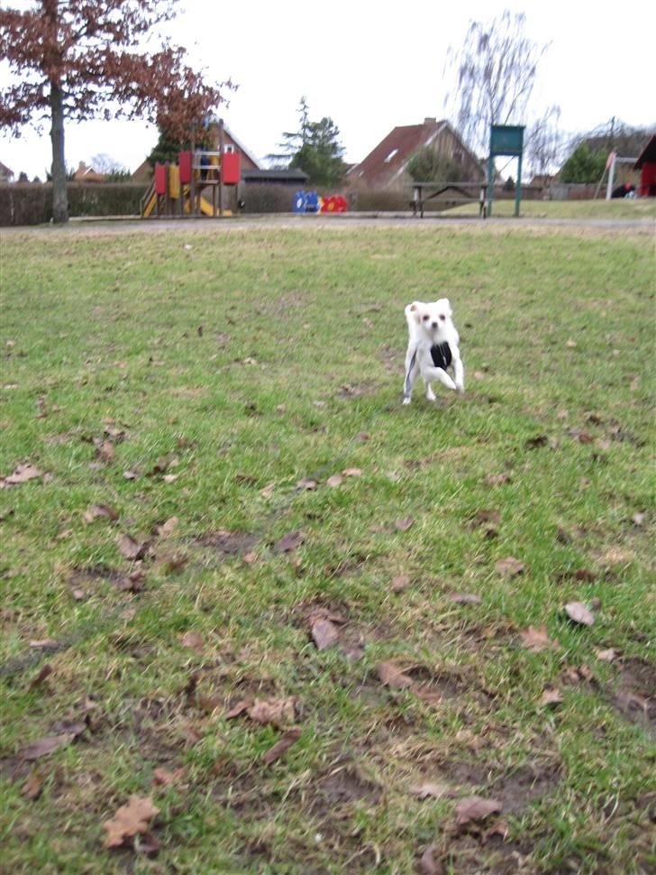 Chihuahua Charlie - Jeg kommer nu mor :) billede 8