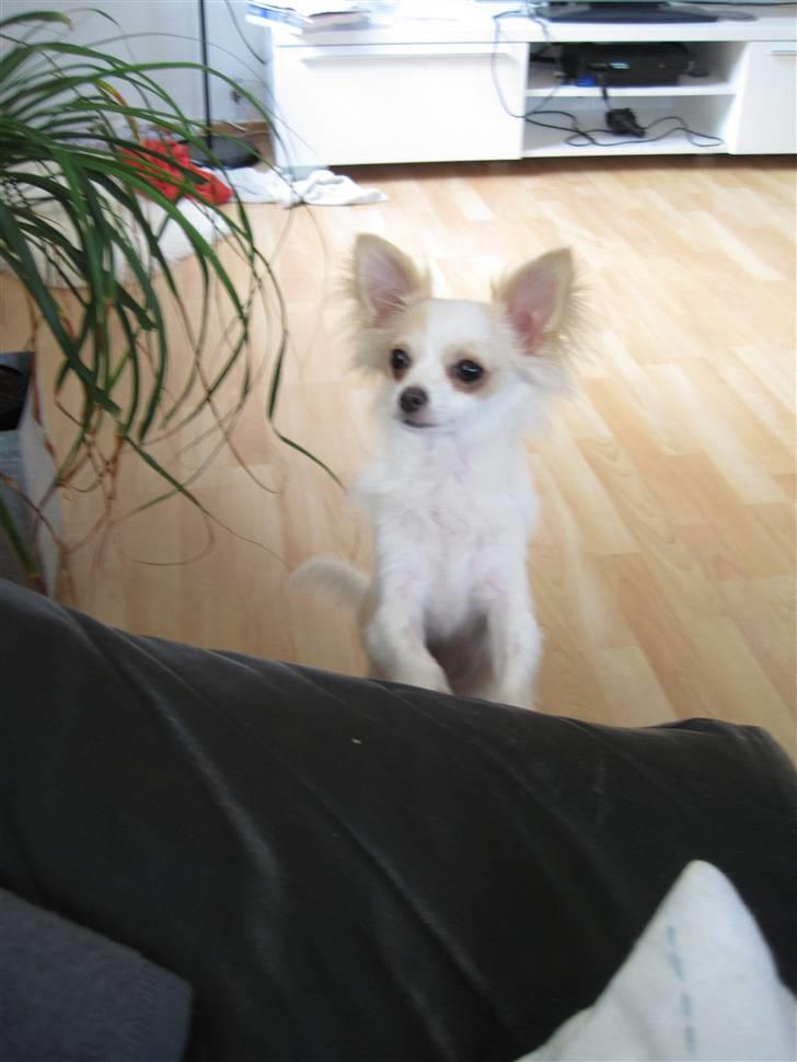 Chihuahua Charlie - Hej mor  billede 9