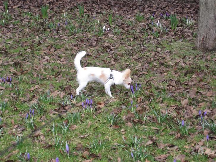 Chihuahua Charlie - uh en plante  billede 10