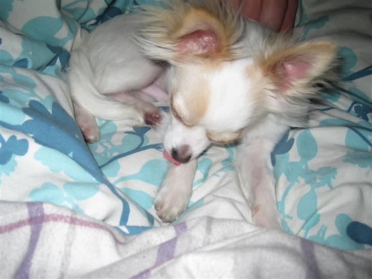 Chihuahua Charlie billede 11