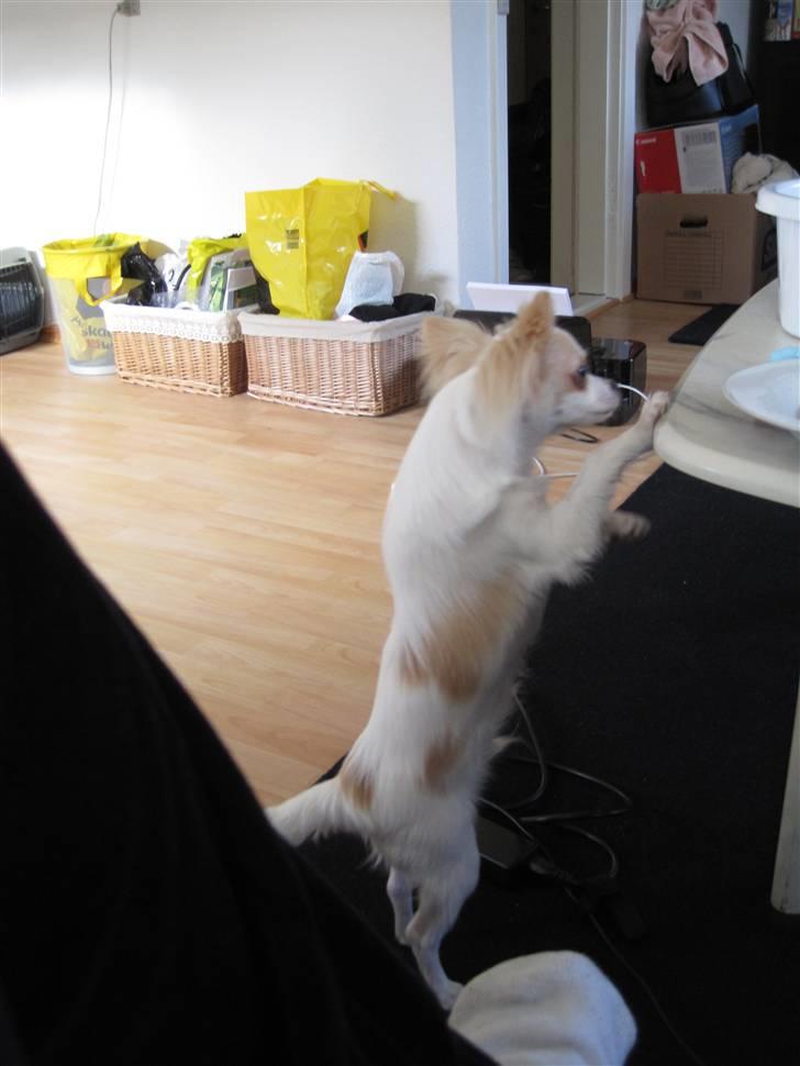 Chihuahua Charlie - Er der noget mad til mig her oppe ?  billede 12
