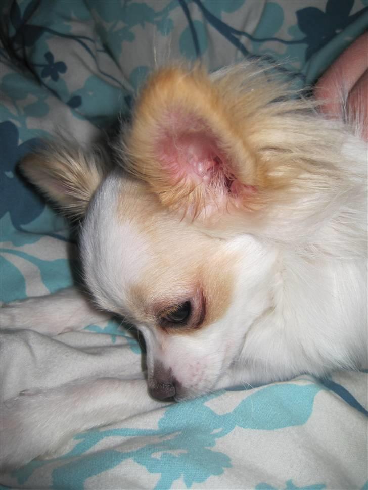 Chihuahua Charlie billede 13