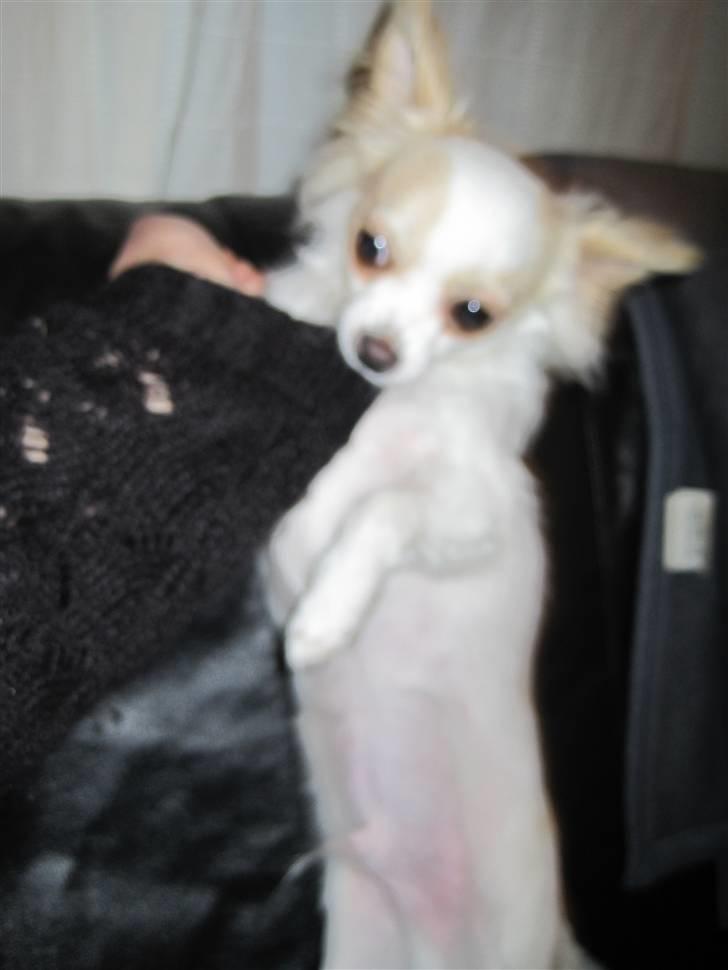 Chihuahua Charlie - Hvis jeg nu holde fast i mors trøje, så kan jeg måske komme med på arbejde  billede 14