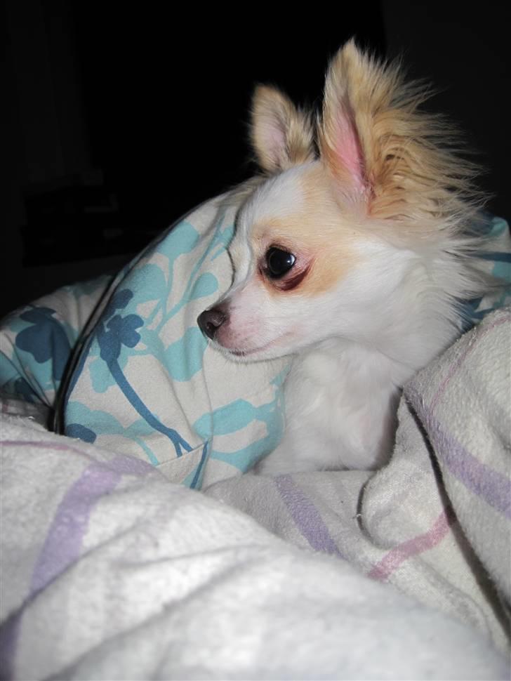 Chihuahua Charlie billede 15