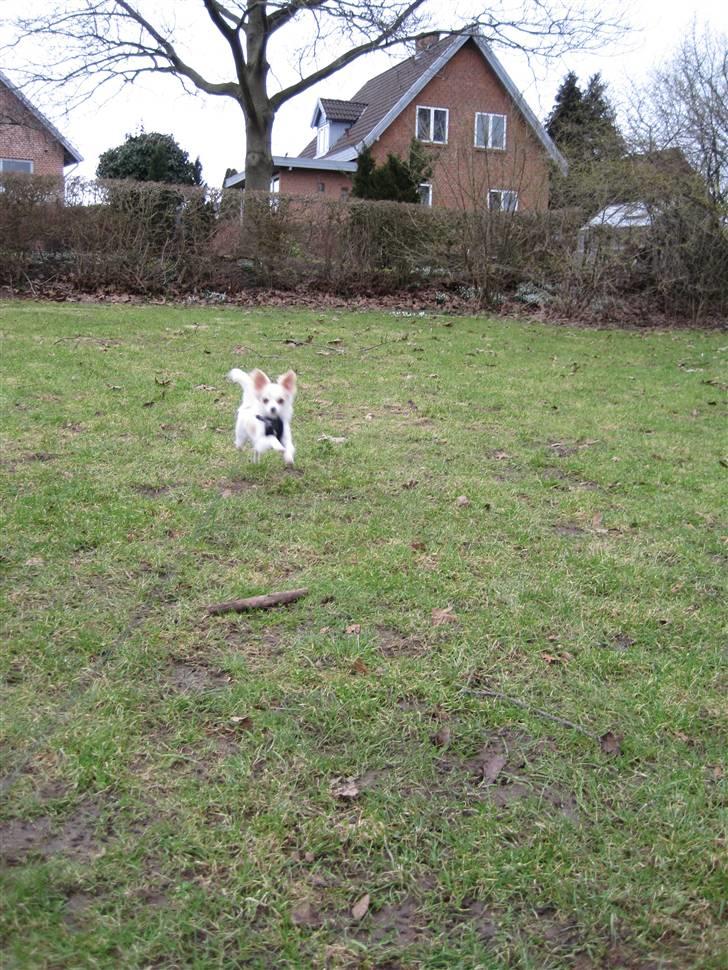 Chihuahua Charlie billede 16