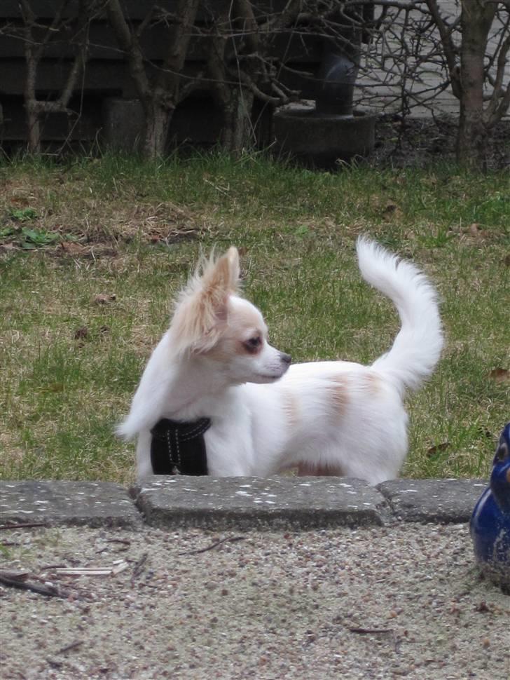 Chihuahua Charlie billede 17