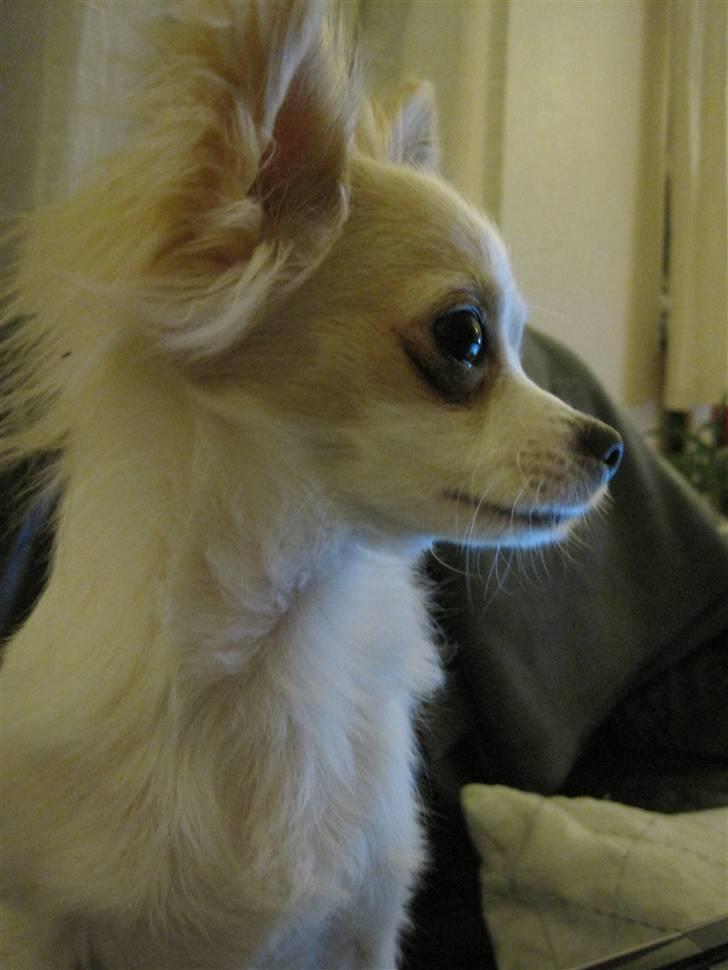 Chihuahua Charlie billede 18