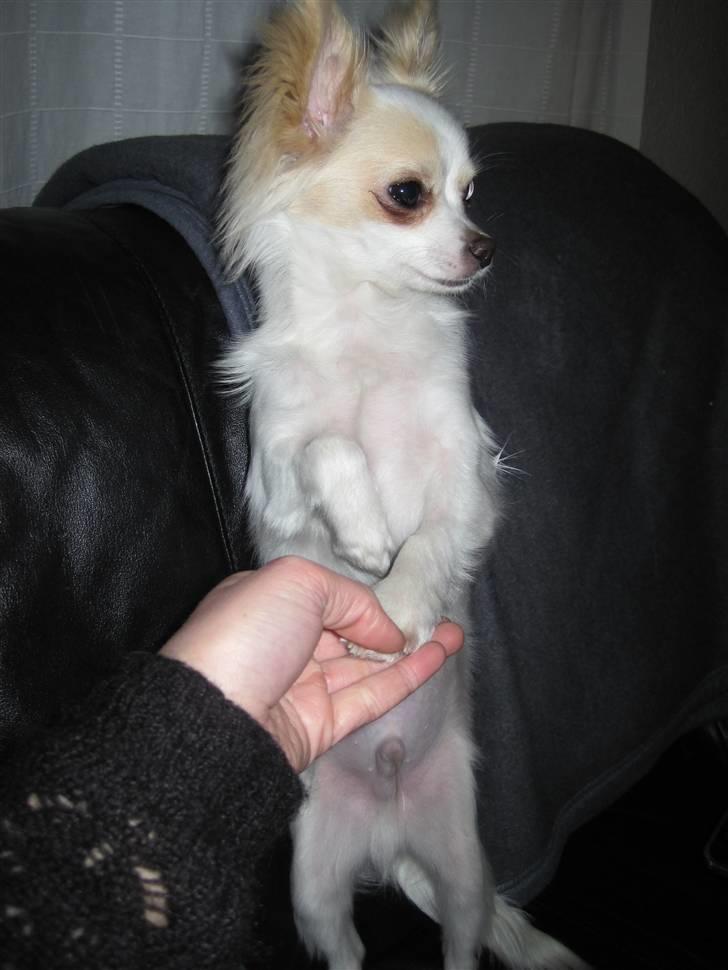 Chihuahua Charlie - Jef kan næsten selv  billede 19