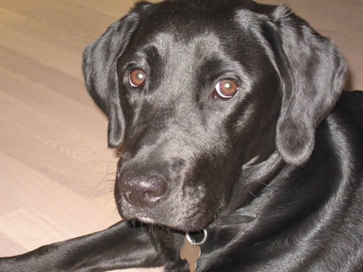 Blanding af racer Muffi billede 9