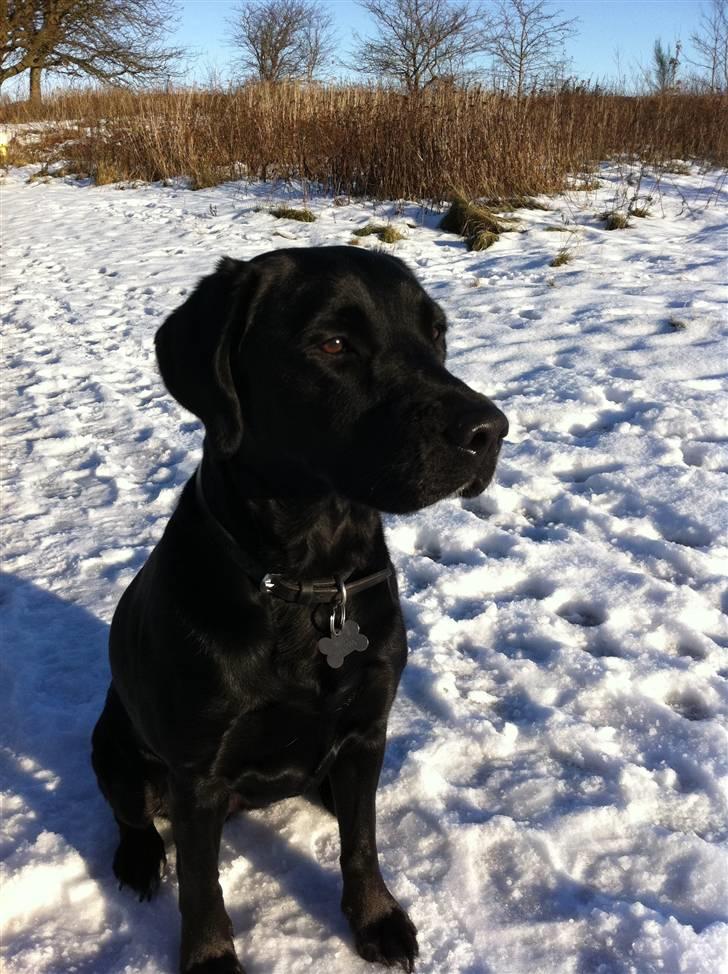 Blanding af racer Muffi - Muffi i sneen december 2010 billede 10