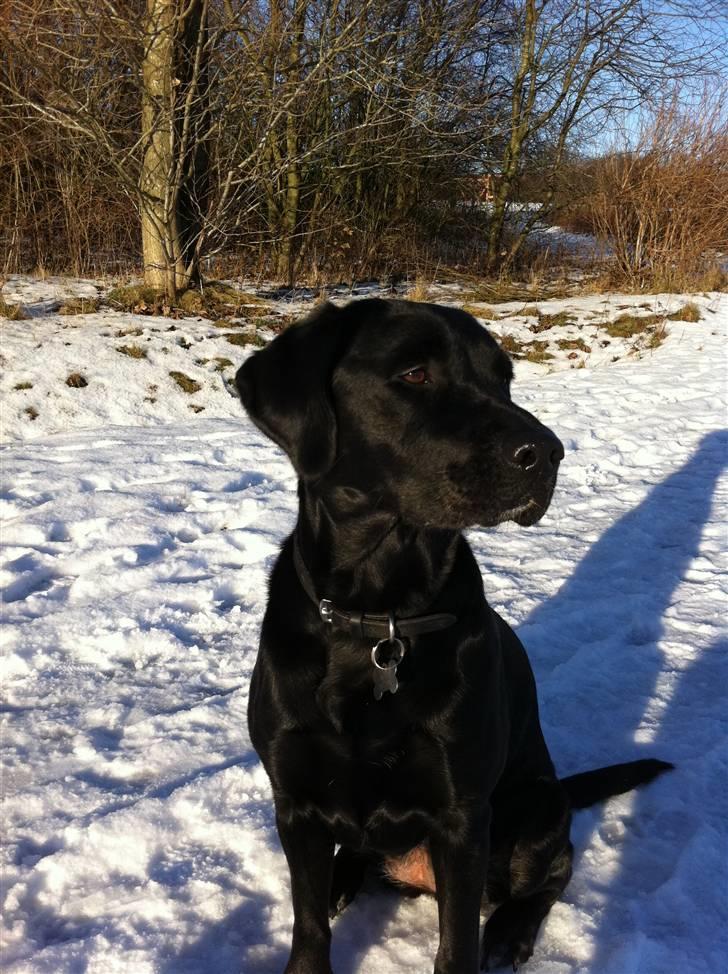 Blanding af racer Muffi - Muffi i sneen december 2010 billede 11