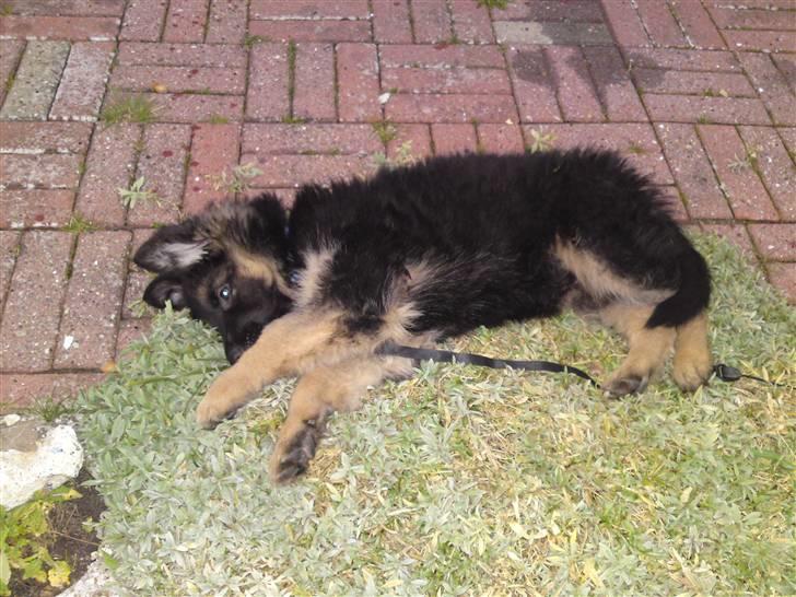 Schæferhund Rapi Magic - 10 uger og faldet godt til i hendes nye hjem billede 2
