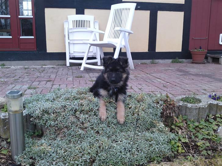 Schæferhund Rapi Magic - Synes der er udsigt til en godbid Far billede 4