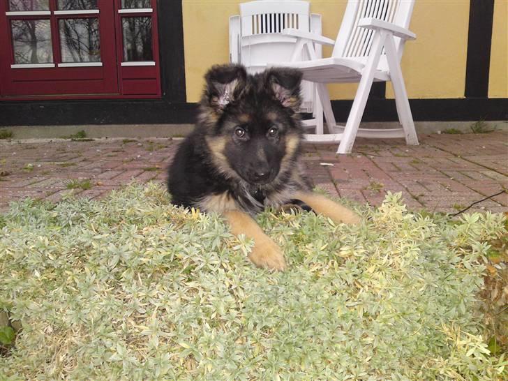 Schæferhund Rapi Magic - Sagde du noget til mig??? billede 5