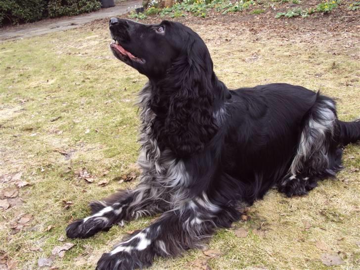 Cocker spaniel tøffe  billede 13