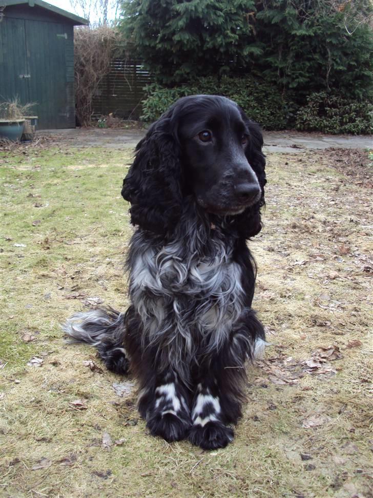 Cocker spaniel tøffe  billede 14
