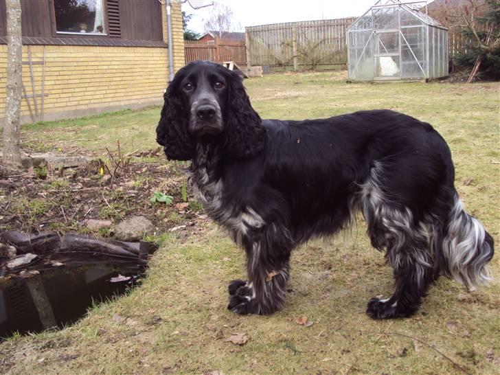 Cocker spaniel tøffe  billede 15