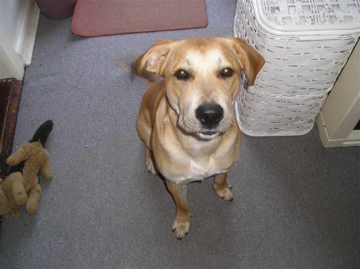 Blanding af racer Nando billede 1