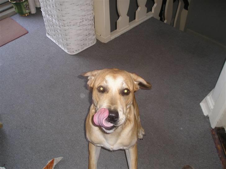 Blanding af racer Nando billede 2