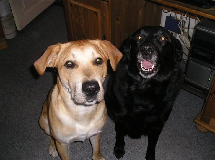 Blanding af racer Nando billede 3