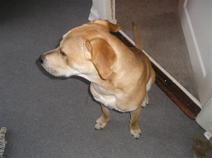 Blanding af racer Nando billede 4