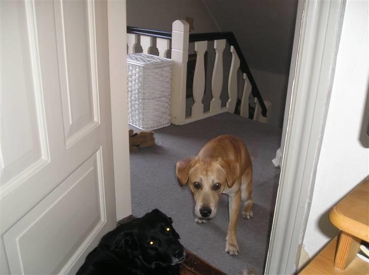 Blanding af racer Nando billede 5