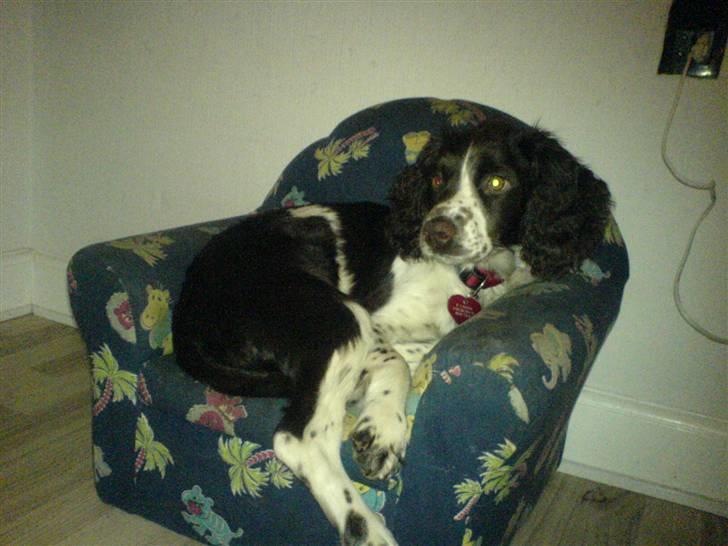Engelsk springer spaniel Zenta R.I.P. billede 17