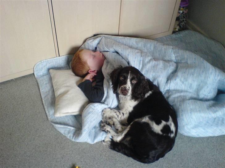 Engelsk springer spaniel Zenta R.I.P. billede 18