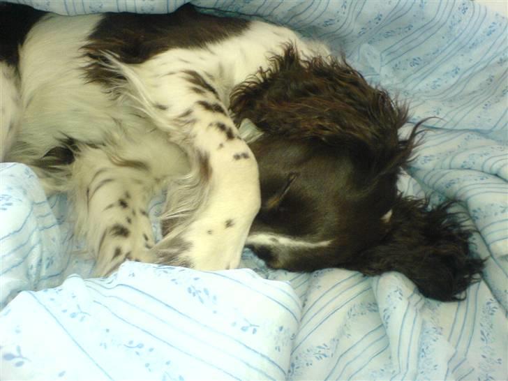 Engelsk springer spaniel Zenta R.I.P. billede 19