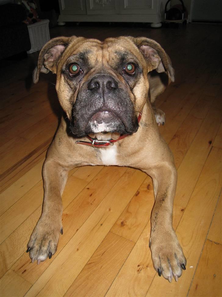 Olde english bulldogge Bullforce Luna Athlet "RIP" billede 1