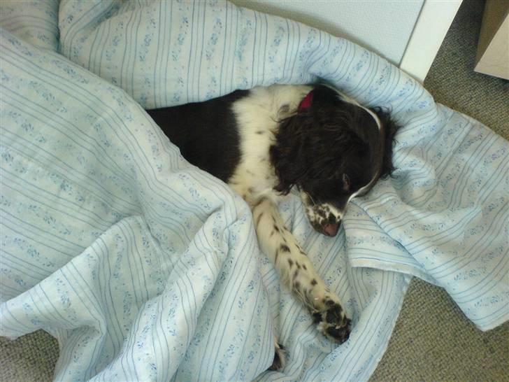 Engelsk springer spaniel Zenta R.I.P. billede 20