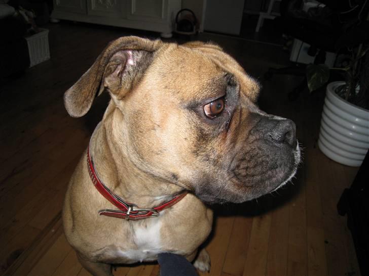 Olde english bulldogge Bullforce Luna Athlet "RIP" billede 2