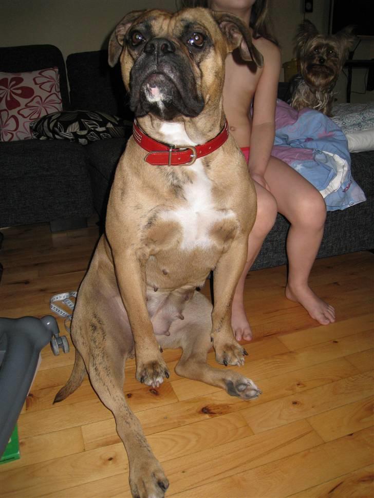 Olde english bulldogge Bullforce Luna Athlet "RIP" billede 3