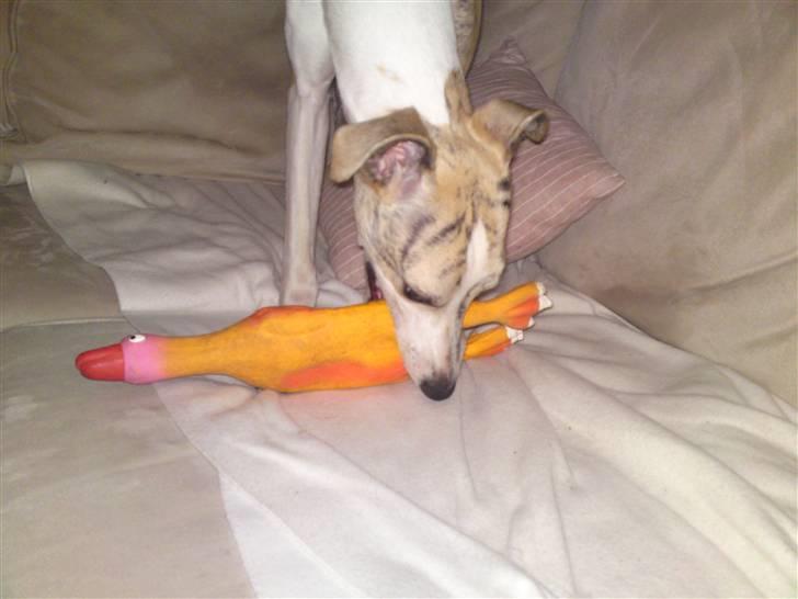 Whippet Hugo  - leg. billede 9