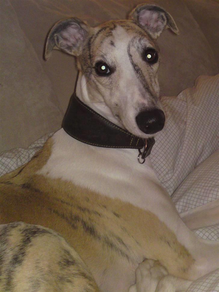 Whippet Hugo (Himmelhund) - Smukke dreng billede 10
