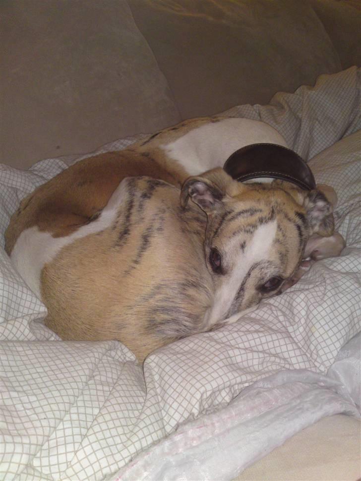 Whippet Hugo  - Afslapning i sofaen billede 11